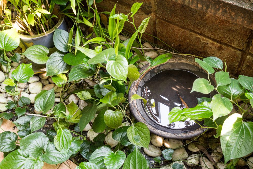7 boas práticas de saneamento para entrar no combate ao Aedes aegypti
